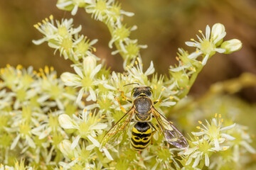 Top close-up of Bembix oculata fly on white flowers