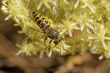 Top close-up of Bembix oculata fly on white flowers