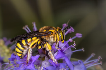 Side close-up of Anthidium manicatum wasp on a lilac flower