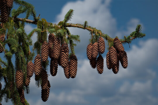 Tajikistan. Cones of Siberian fir in the Pamir Botanical Garden in the city of Khorog, which is located at an altitude of 2320m (second place in the world after Nepal).