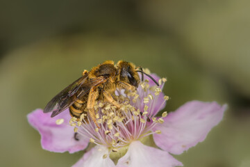 Bee side close-up Colletes cunicularius collecting pollen on a pink flower