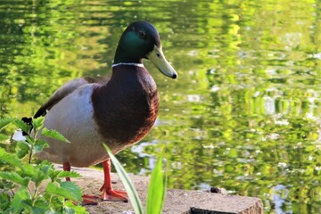 A mallard duck sits by the side of a pond in an English park in the springtime