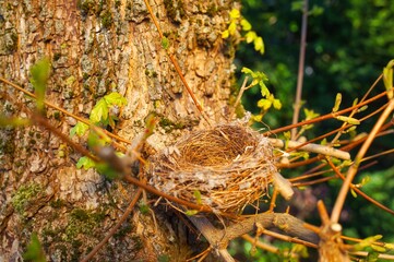 an empty bird nest in a tree