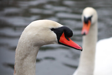 Swans on the water in an English pond