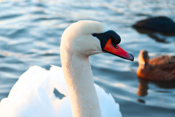 Fototapeta na wymiar A mute swan swims on the water of an English pond