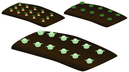 isolated beds with vegetables on white background