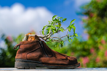 Wrightia antidysenterica or the coral swirl or tellicherry bark blooming on tree