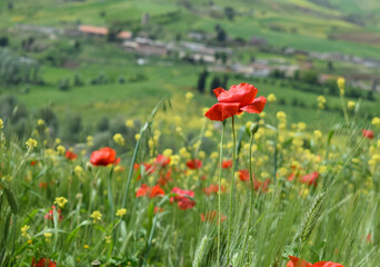 red poppy in the field