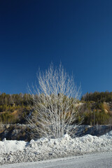 Tree against the dark blue sky covered with dense white dust on the side of the road in a limestone quarry.