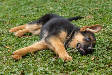 10 week old German shepherd puppy playing with wooden stick