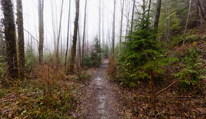 Mystical View of the Trail in Rain Forest during a foggy and rainy Winter Season. Woods in Squamish, North of Vancouver, British Columbia, Canada.