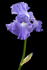 Violet flower of iris, isolated on black background