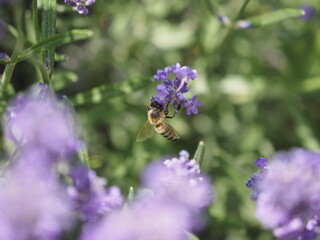 Eine Biene im Lavendel