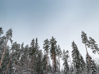 Tall spruce trees in the winter forest covered with snow