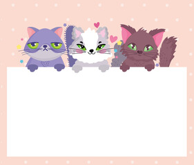 adorable cats pet animals with banner