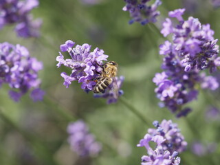 Eine Biene im Lavendel