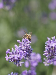 Eine Biene im Lavendel