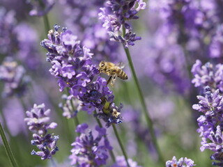 Eine Biene im Lavendel
