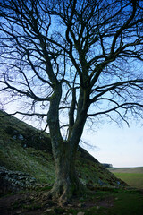Sycamore Gap Tree at Hadrian's Wall, UK