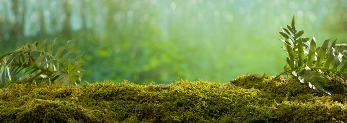 Close Up on moss in forest, background blurred bokeh
