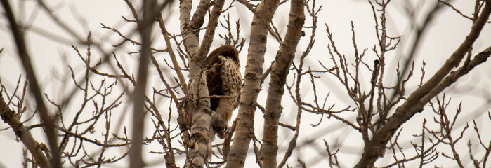 red tail hawk perched in tree in the winter months