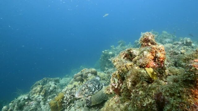 Hawksbill Sea Turtle swim in coral reef of Caribbean Sea, Curacao