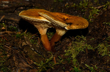 two orange mushrooms in forest undergrowth