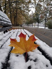 autumn leaves in the snow