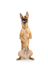 Obraz premium Kid. Young Belgian Shepherd Malinois is posing. Cute doggy or pet is playing, running and looking happy isolated on white background. Studio photoshot. Concept of motion, movement, action. Copyspace.
