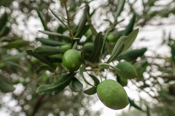 Raw green olives growing in olive tree in mediterranean plantation