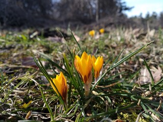 yellow crocus flowers in spring