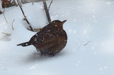 Amsel im Schnee an einem kalten Wintertag