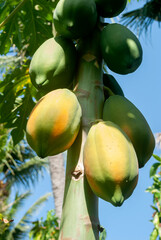 Papaya tree in the garden of a house in Monterrico beach, Guatemala, organic harvest of fresh and healthy fruit.