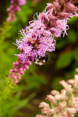 bee on pink flower