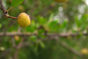 almond-leaved pears fruit growing on a tree in an orchard garden.