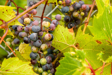 grapes on vine