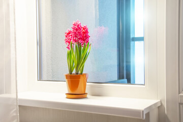 Three pink purple blooming hyacinths in one pot on the window sill in the apartment. International women's day gift.