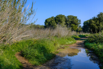 Fototapeta na wymiar Walking along the paths of Nahal Poleg nature reserve, located in the coastal plain, between Herzliya and Netanya town, Israel.