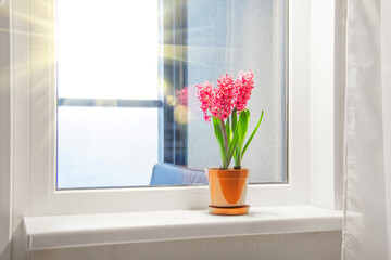 Three pink purple blooming hyacinths in one pot on the windowsill in the apartment. International women's day gift.