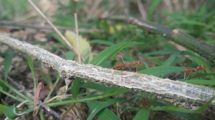 ant on the tree