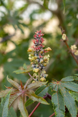 macro photography of natural flowers with great details captured with the macro lens