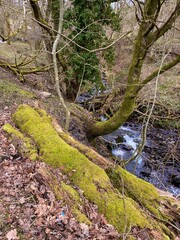 Mossy fallen tree