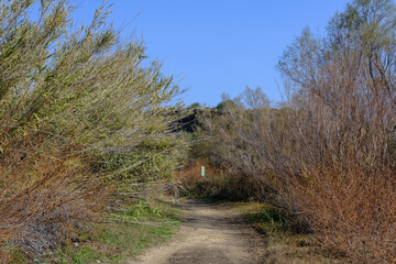 Walking along the paths of Nahal Poleg nature reserve, located in the coastal plain, between Herzliya and Netanya town, Israel.