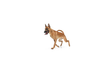Jumping. Young Belgian Shepherd Malinois is posing. Cute doggy or pet is playing, running and looking happy isolated on white background. Studio photoshot. Concept of motion, movement, action