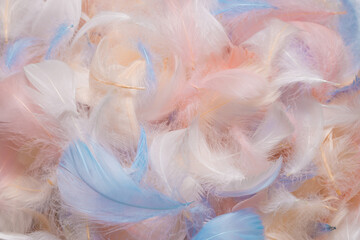Colorful feather background, top view.