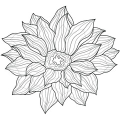 Dahlia flower.Coloring book antistress for children and adults. Illustration isolated on white background.Zen-tangle style. Black and white drawing.Hand draw