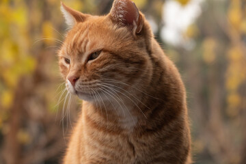 Naklejka na ściany i meble Street ginger red cat in the spring garden stands and looks away. Street portrait