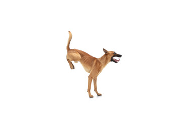 On hands. Young Belgian Shepherd Malinois is posing. Cute doggy or pet is playing, running and looking happy isolated on white background. Studio photoshot. Concept of motion, movement, action