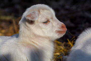 Fototapeta premium White goat kids are laying on the hay.