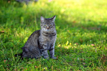 Naklejka na ściany i meble A tabby cat sits on the green grass